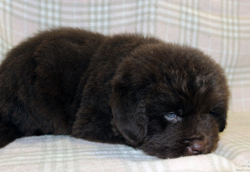 Фотография № 221847