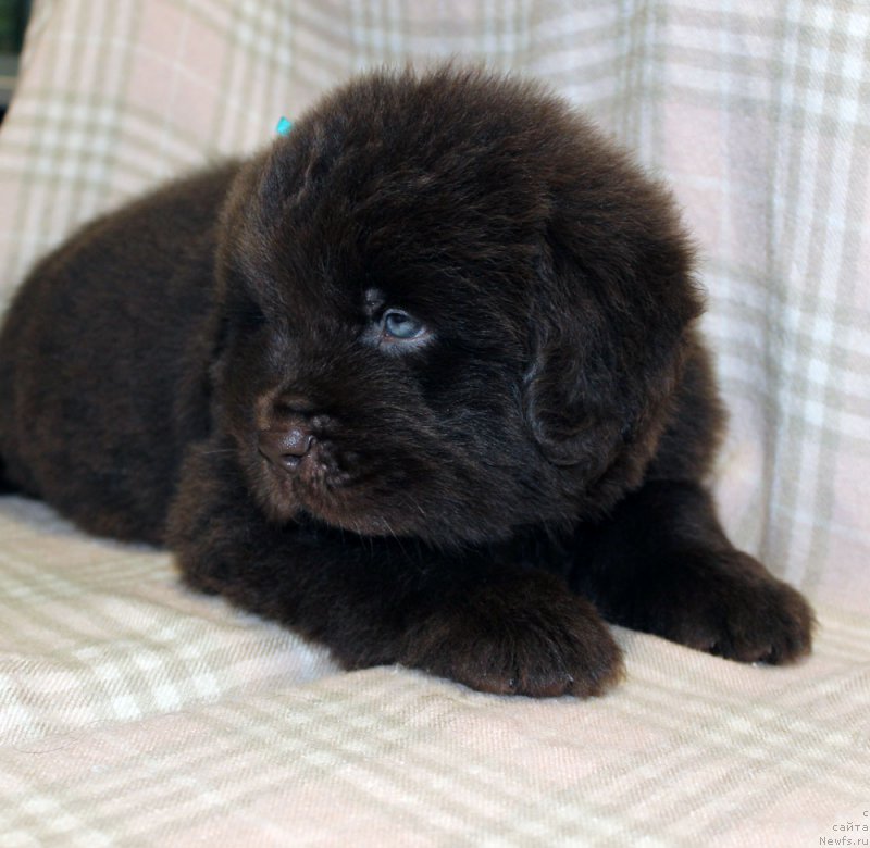 Фото: ньюфаундленд Браунблад  МСК Лион Лаби-Рони (Brownblood MSK Lyon Labi-Roni)