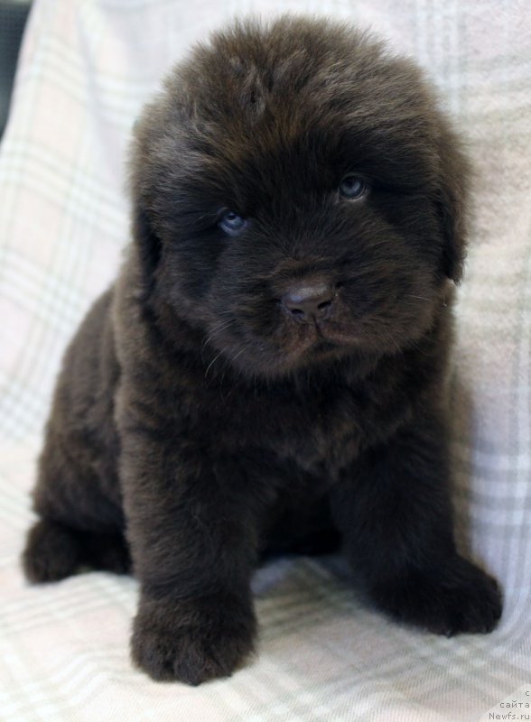 Фотография № 221850