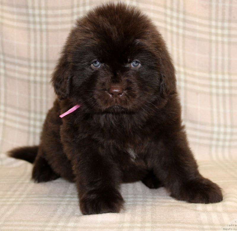 Фотография № 221857