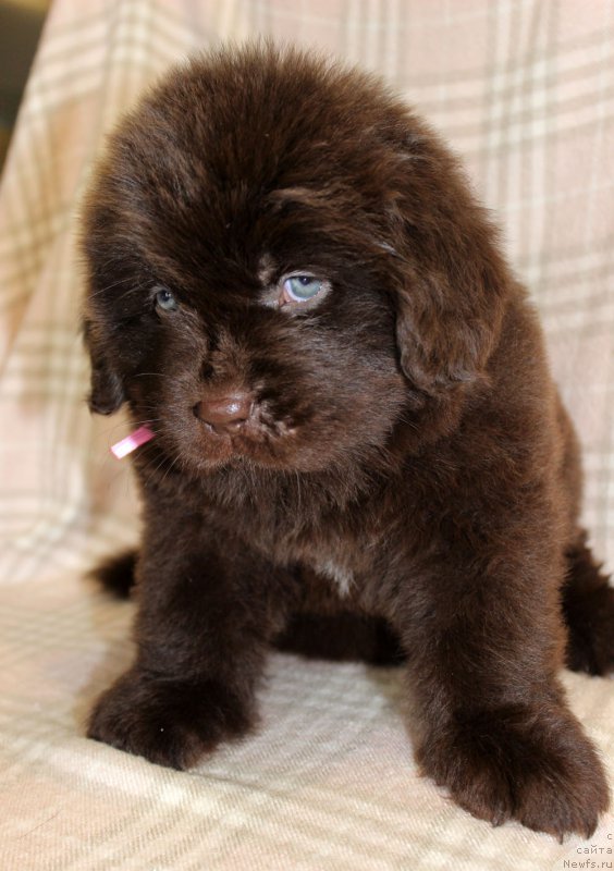 Фотография № 221858