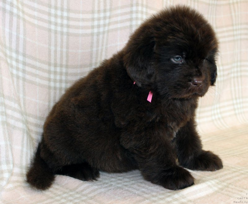 Фотография № 221861