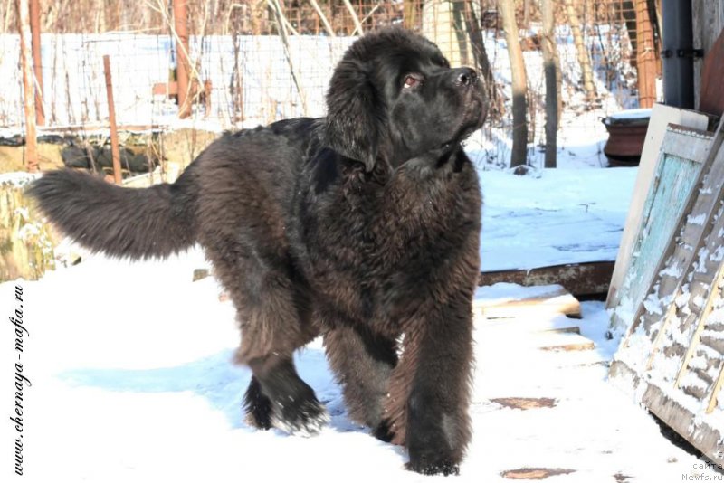 Фотография № 221863