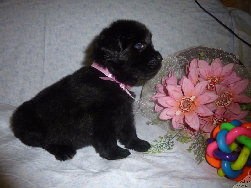 Фото: ньюфаундленд Dolce Vita Laskovyi Gigant