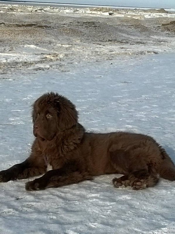 Фото: ньюфаундленд Браунблад МСК Альпина Гуардиан Соул (Brownblood MSK Alpina Guardian Soul)