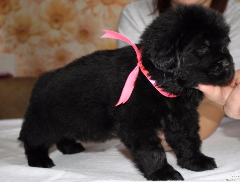 Фото: ньюфаундленд Dolce Vita Laskovyi Gigant