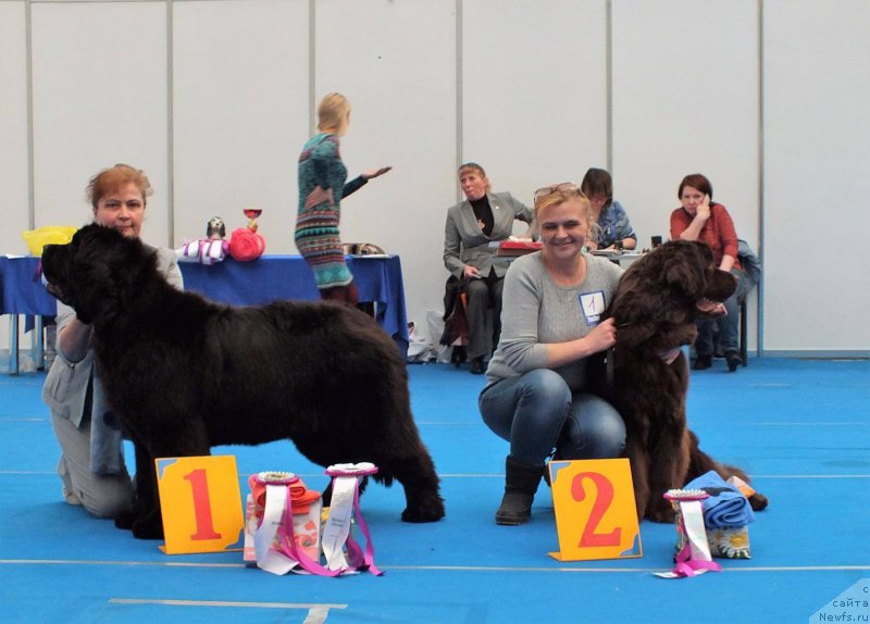 Фото: ньюфаундленд Супер Премиум Хармони (Super Premium Harmony), ньюфаундленд Хакку Шоколадный Медведь (Hakku Shokoladnyy Medved)