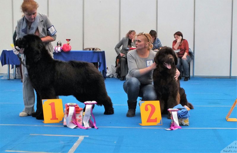 Фото: ньюфаундленд Хакку Шоколадный Медведь (Hakku Shokoladnyy Medved), ньюфаундленд Супер Премиум Хармони (Super Premium Harmony)