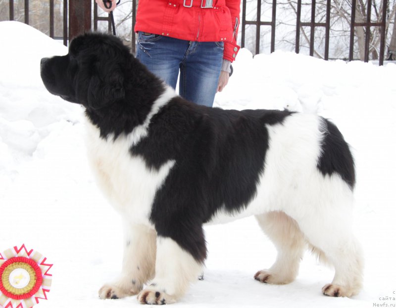 Фото: ньюфаундленд Аквиан Сонг Розмари (Akvian Song Rosemary)