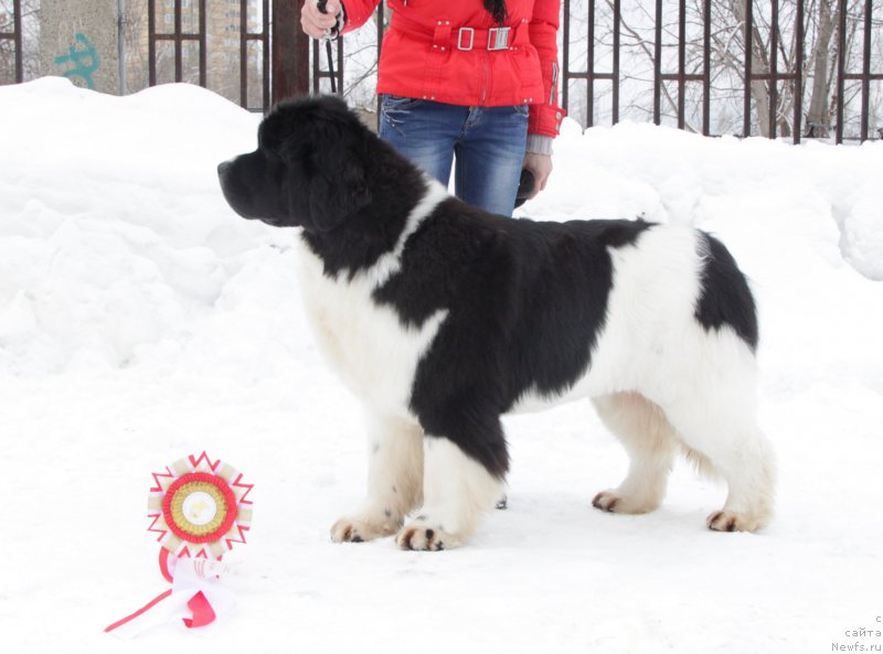 Фото: ньюфаундленд Аквиан Сонг Розмари (Akvian Song Rosemary)