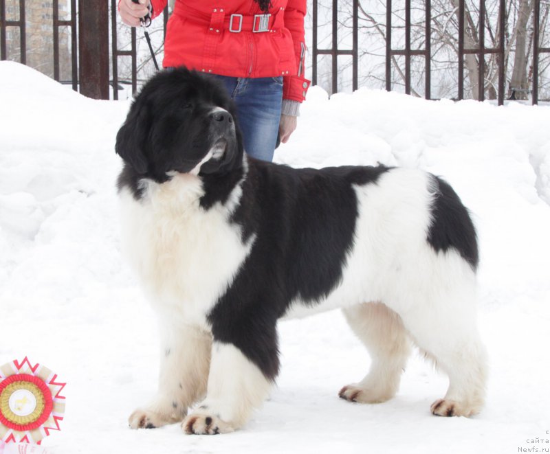 Фото: ньюфаундленд Аквиан Сонг Розмари (Akvian Song Rosemary)