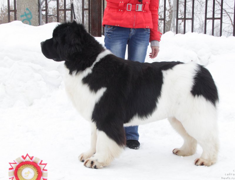 Фото: ньюфаундленд Аквиан Сонг Розмари (Akvian Song Rosemary)