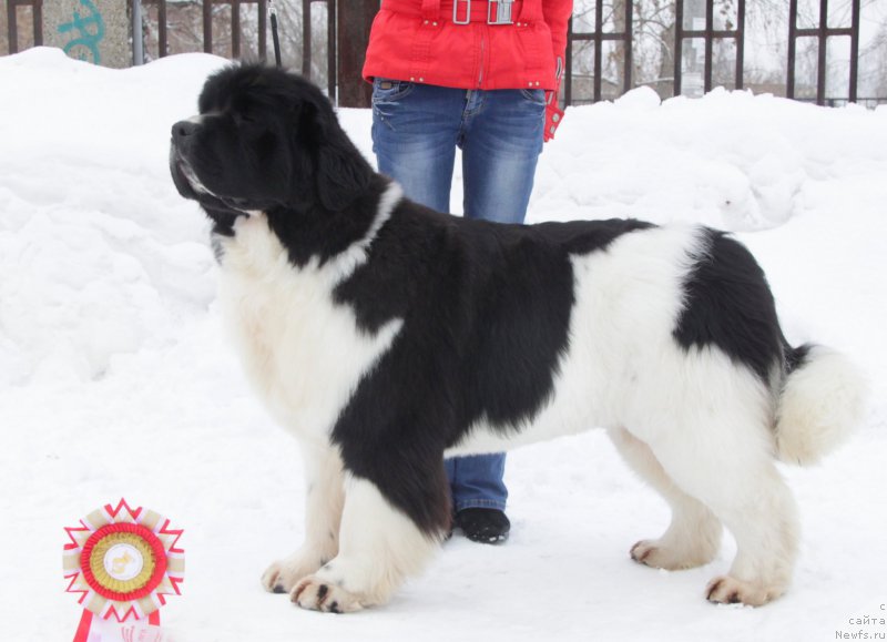 Фото: ньюфаундленд Аквиан Сонг Розмари (Akvian Song Rosemary)