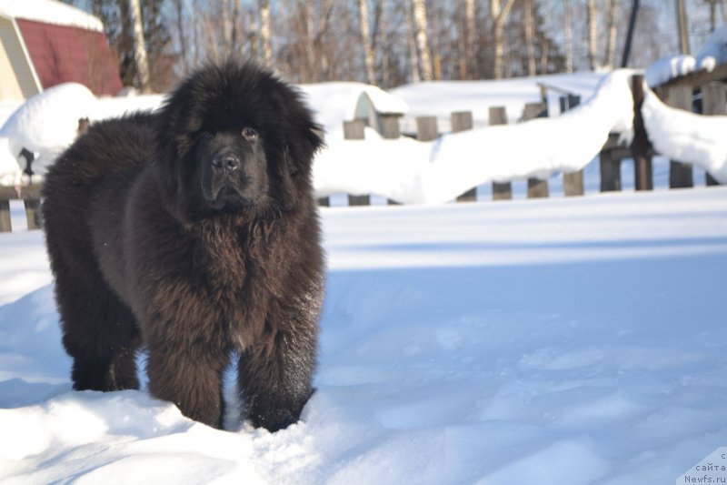 Фото: ньюфаундленд Сент Джонс Эксклюзив (Sent Djons Exclusive)