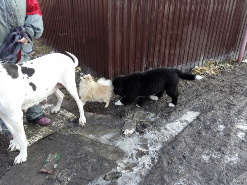 Фото: ньюфаундленд Супер Бизон Татонка