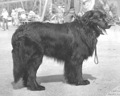 Фото: ньюфаундленд Лор Понтус