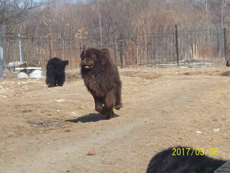 Фото: ньюфаундленд Ньюфорт Ю'Северино