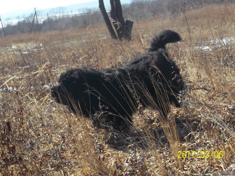 Фото: ньюфаундленд Степан Разин (Stepan Razin)