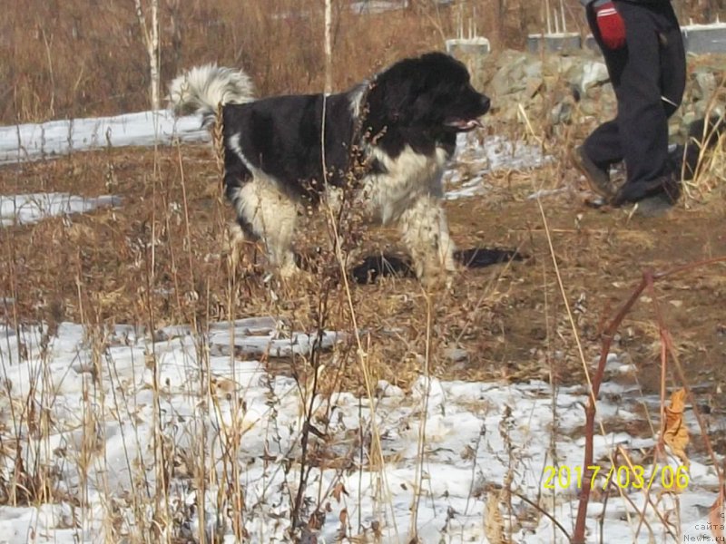 Фото: ньюфаундленд Селин Дион