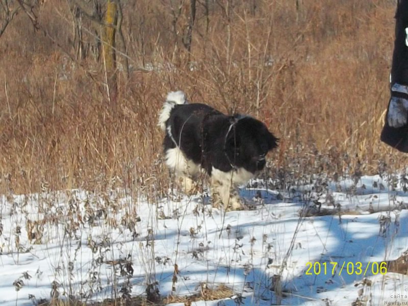 Фото: ньюфаундленд Селин Дион