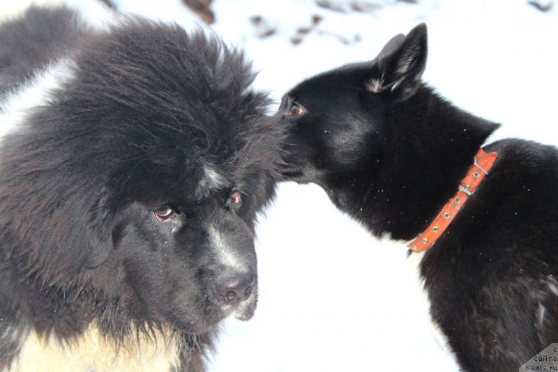 Фото: ньюфаундленд Водограй от Карельских Медведей