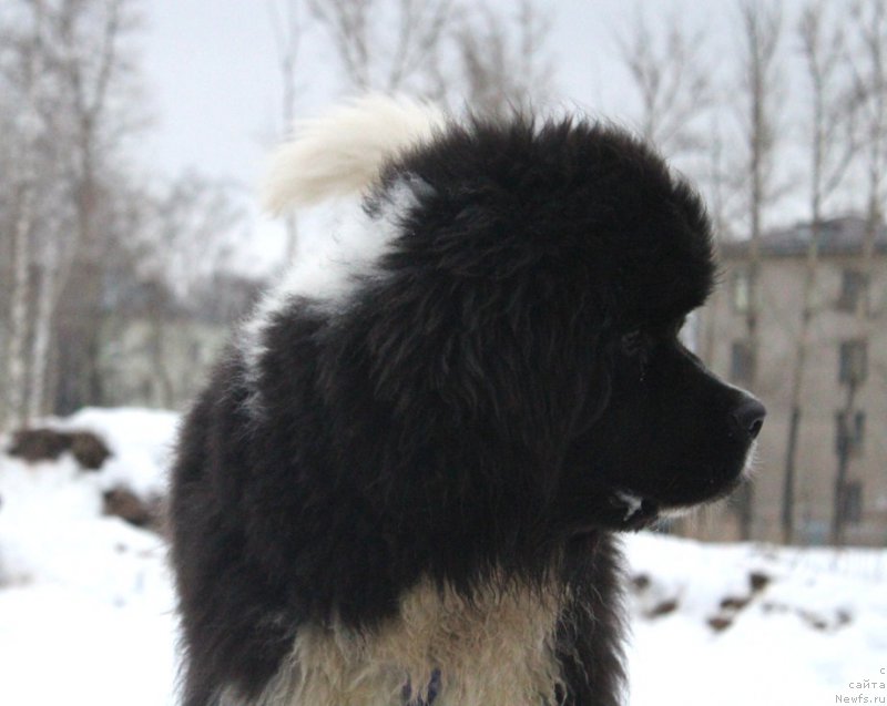 Фото: ньюфаундленд Водограй от Карельских Медведей