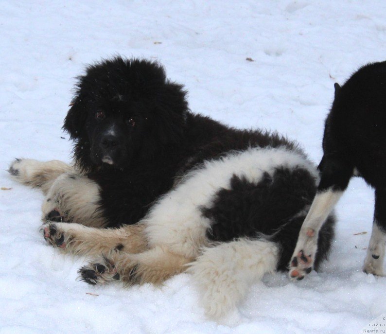 Фотография № 221915