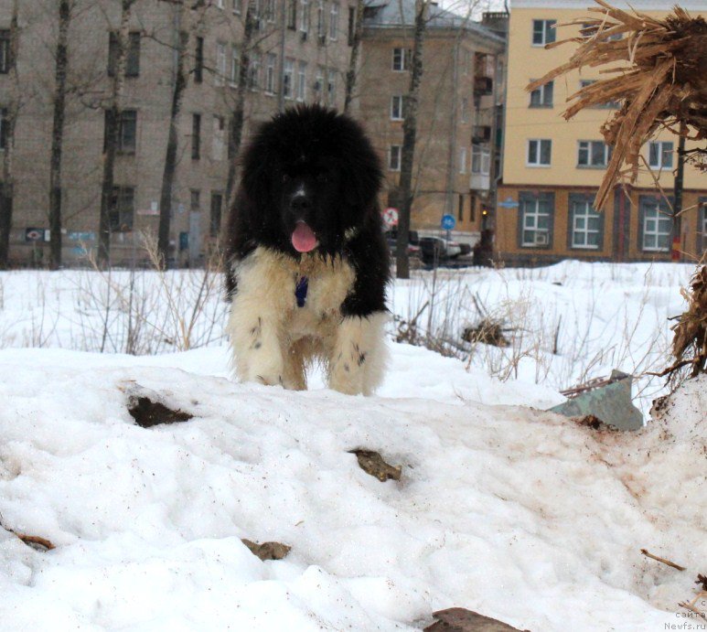 Фото: ньюфаундленд Водограй от Карельских Медведей