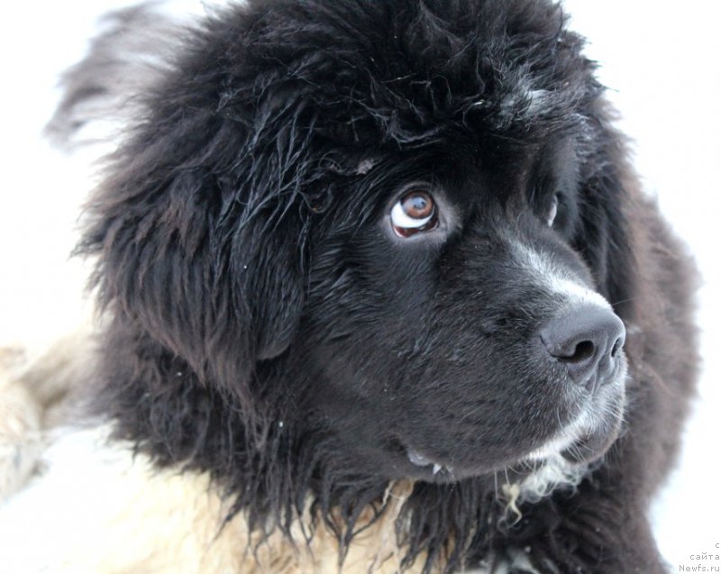 Фото: ньюфаундленд Водограй от Карельских Медведей