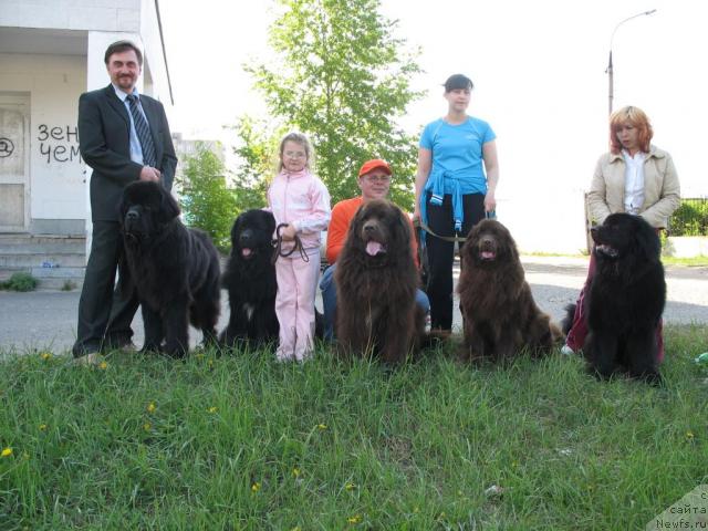 Фото: ньюфаундленд Сент Джонс Круиз (Sent Djons Kruiz), ньюфаундленд Хамэни из Медвежьего яра, ньюфаундленд Ольбар де Зор Ирон, ньюфаундленд Ольбар де Зор Ирга, ньюфаундленд Ольбар де Зор Ирбис