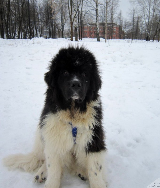 Фото: ньюфаундленд Водограй от Карельских Медведей