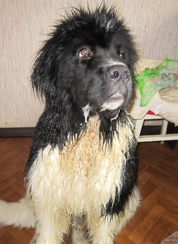 Фотография № 221921