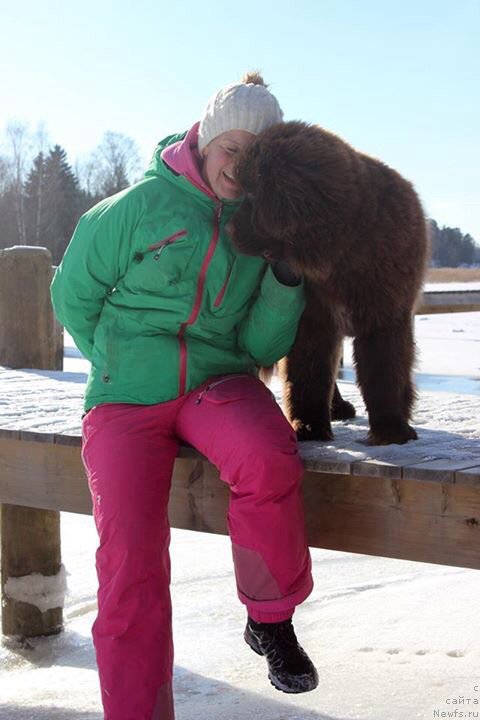 Фото: ньюфаундленд Браунблад МСК Альфа-Ромео Голд Бадди (Brownblood MSK Alfa-Romeo Gold Baddy)