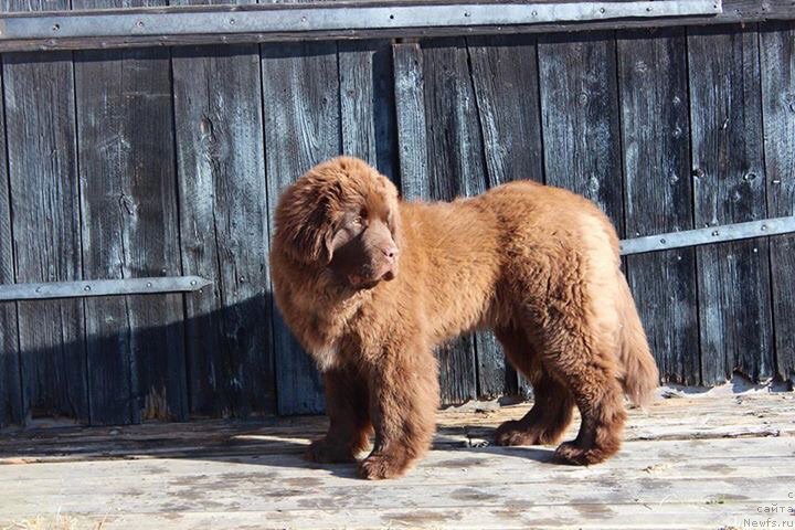 Фото: ньюфаундленд Браунблад МСК Альфа-Ромео Голд Бадди (Brownblood MSK Alfa-Romeo Gold Baddy)