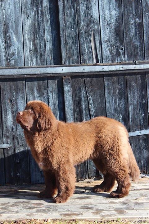 Фотография № 221926