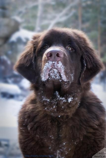 Фото: ньюфаундленд Конфуций