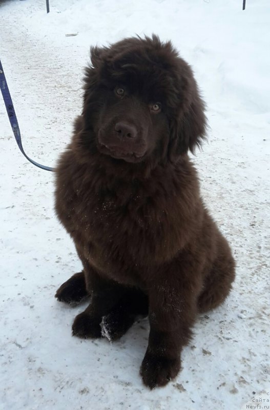 Фотография № 221931