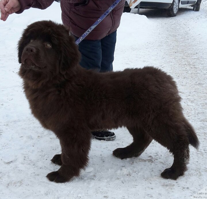 Фотография № 221932