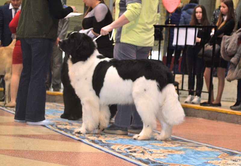 Фотография № 221933