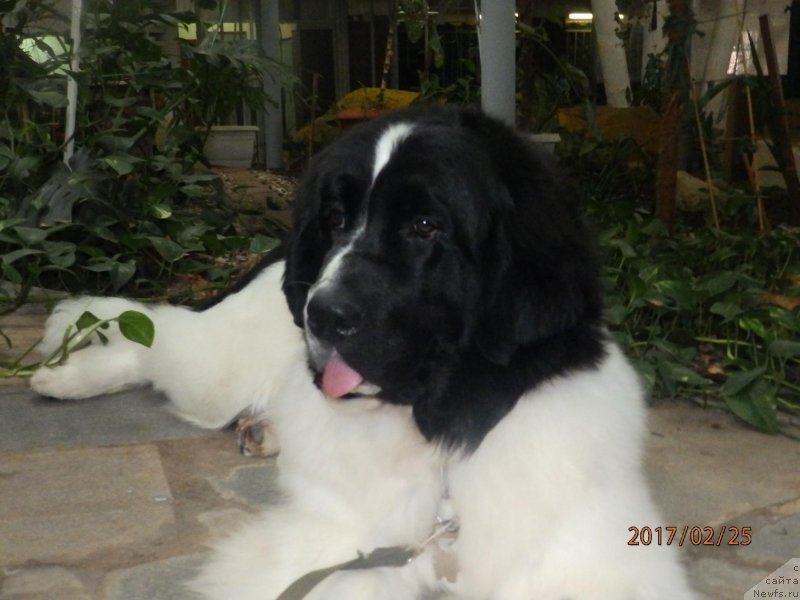 Фотография № 221934