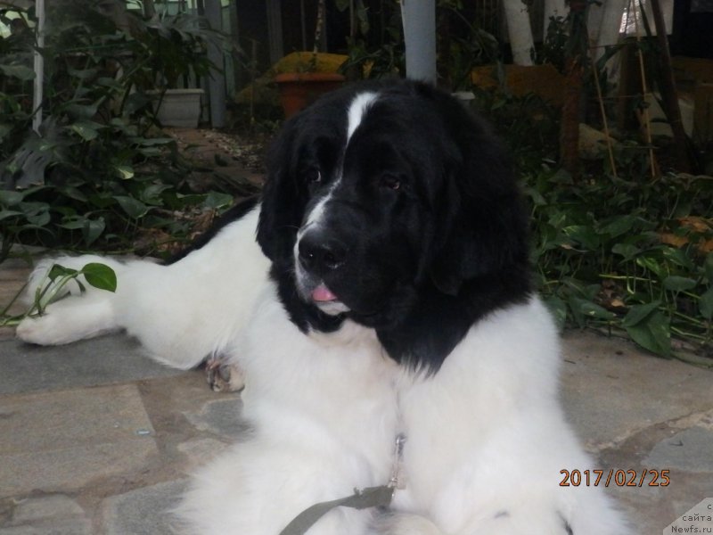 Фотография № 221935