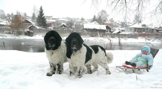 Фото: ньюфаундленд Супер Бизон Арго (Super Bizon Argo), ньюфаундленд Плюшевая Панда Ла Белла, и Дима.