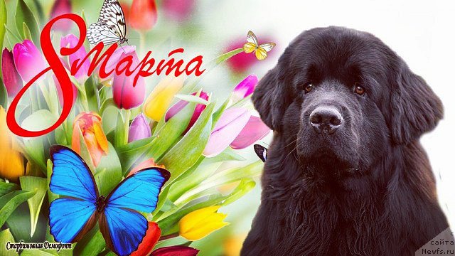 Фотография № 221947