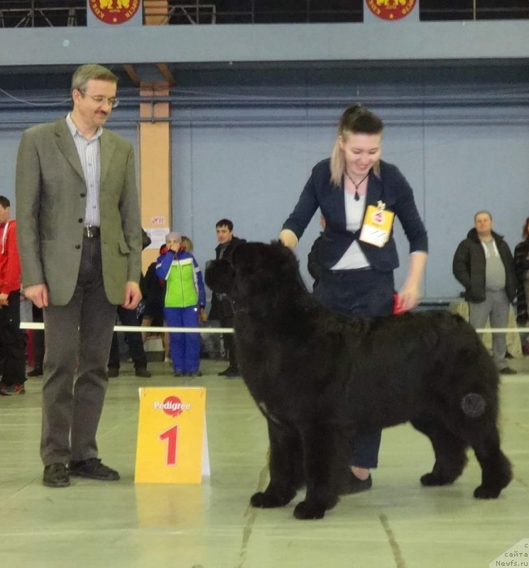 Фото: ньюфаундленд Акватория Келвин Яуза (Aquatoriya Kelvin Yauza), ньюфаундленд Акватория Келвин Яуза (Aquatoriya Kelvin Yauza)