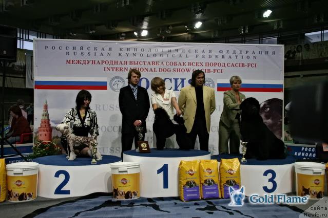 Фото: ньюфаундленд Жолли Вандерфулл из Медвежьего Яра (Zholli Wonderfull iz Medvejyego Yara)