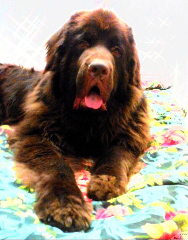 Фото: ньюфаундленд Браунблад МСК Сайлас Соул Дрим