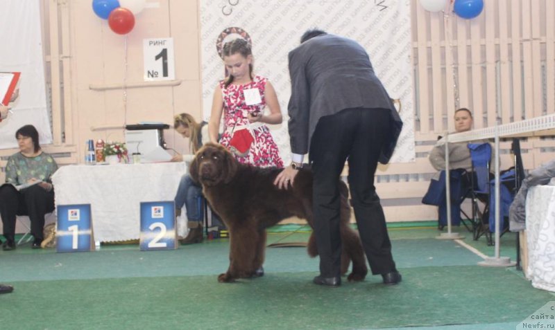 Фото: ньюфаундленд Династия Падеде Идельвейс (Dinastiya Padede Idelveys)