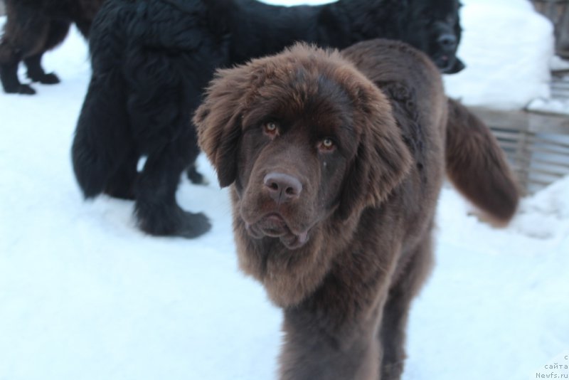 Фото: ньюфаундленд Династия Падеде Идельвейс (Dinastiya Padede Idelveys)