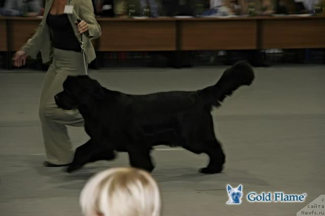 Фото: ньюфаундленд Жолли Вандерфулл из Медвежьего Яра (Zholli Wonderfull iz Medvejyego Yara)