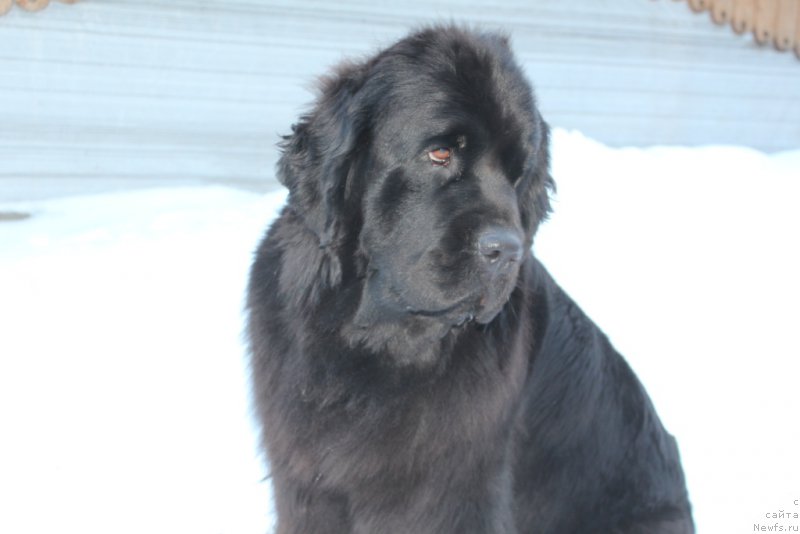 Фото: ньюфаундленд Анабелле Квин оф зэ Моунтайнс